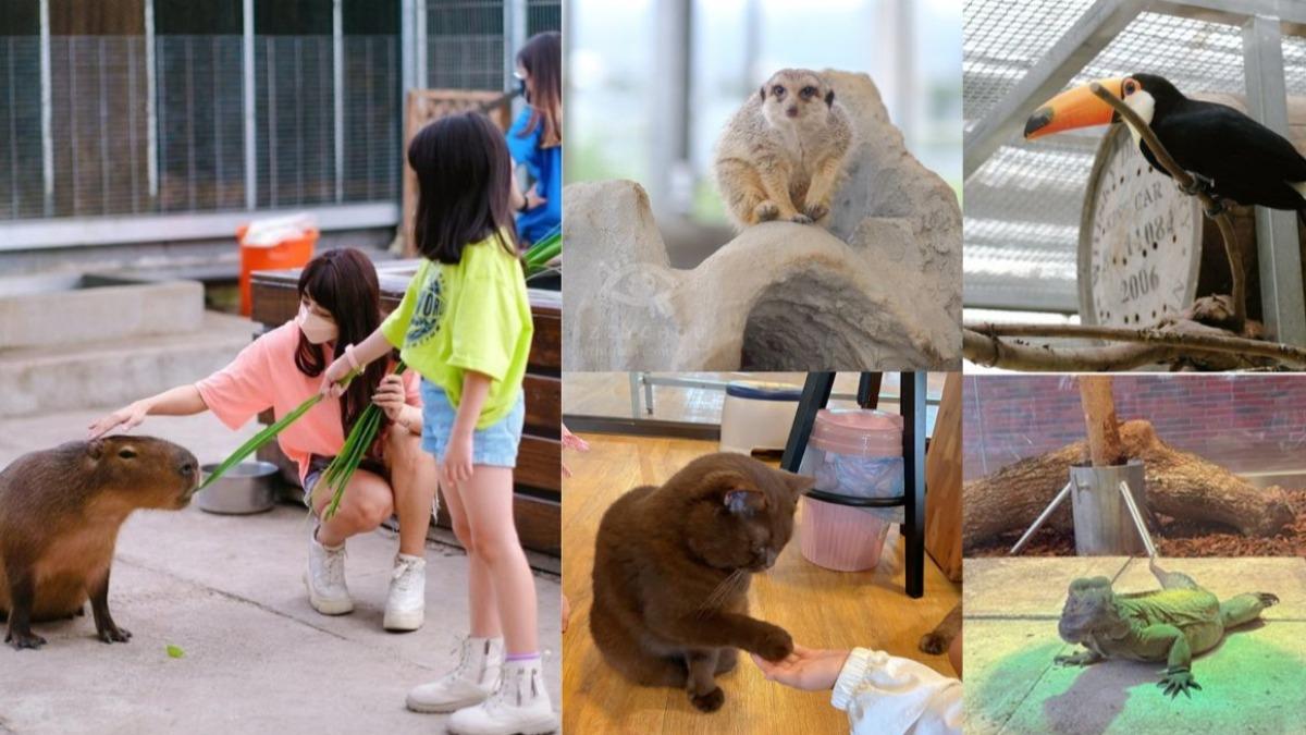 水豚、狐獴、貓咪互動一次滿足!這間宜蘭室內景點讓你療癒一整天