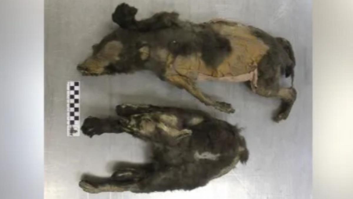 1.4萬年前「木乃伊小狗」身分曝!不是狗 DNA曝是此動物