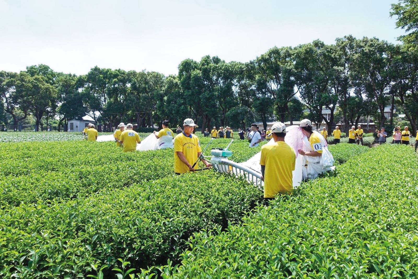 農業部茶改場總場（圖）位於桃園，並於新北、南投、台東設有分場。（圖／翻攝自農業部茶改場臉書）