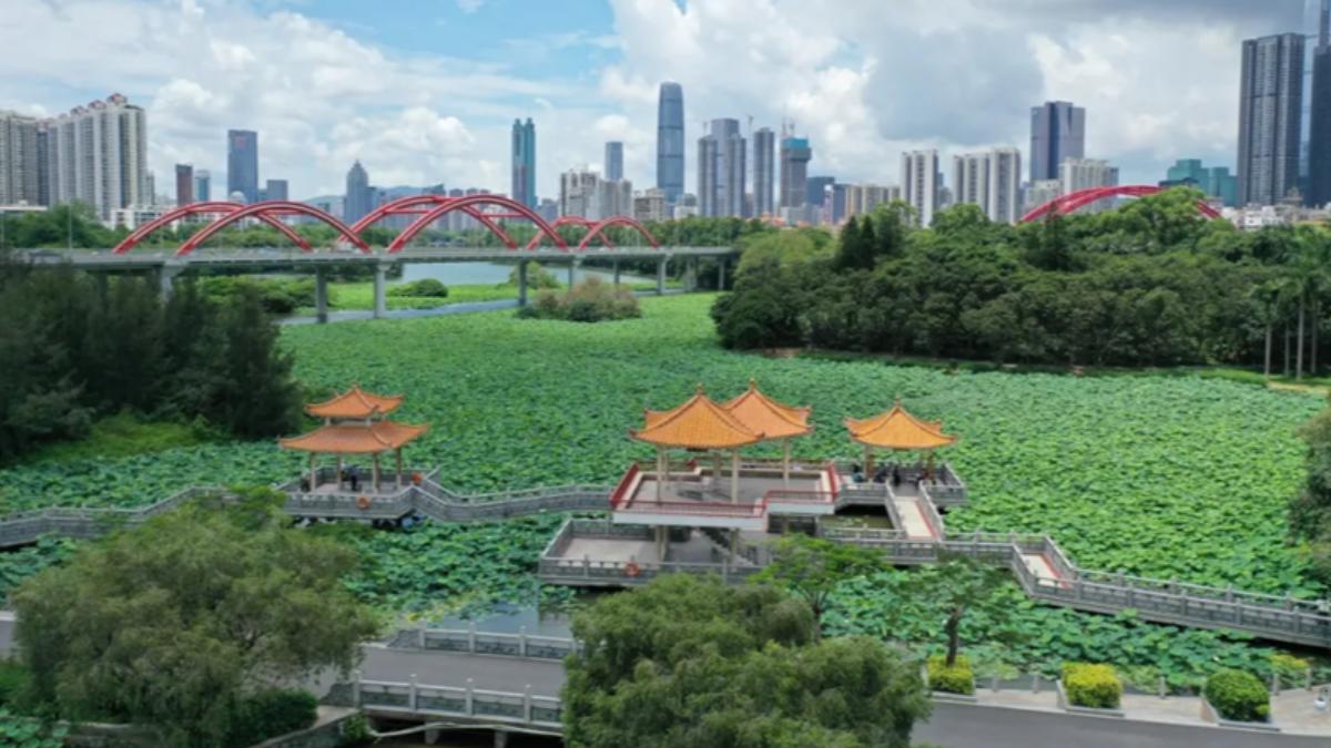 百萬朵荷花盛放市中心 深圳公園引入AI智慧導覽