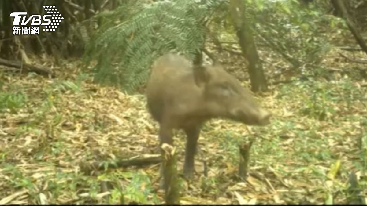 基隆特等獎竹筍！「山豬」很識貨先品嘗 農友損失慘重
