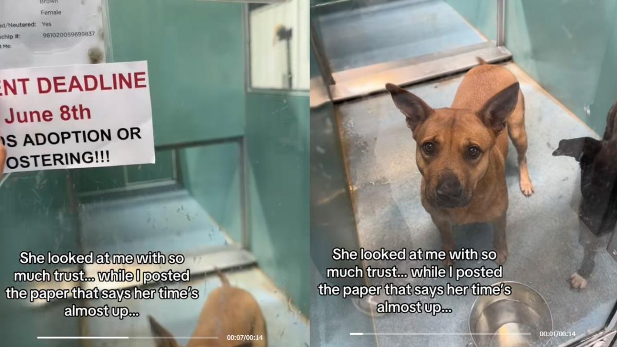 比特犬沒人養「安樂死倒數」!收容所等800天 心碎眼神惹淚