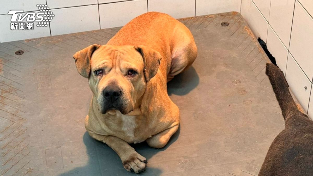 不只比特犬！6類犬種列危險性犬隻　飼主若「沒做這措施」慘了