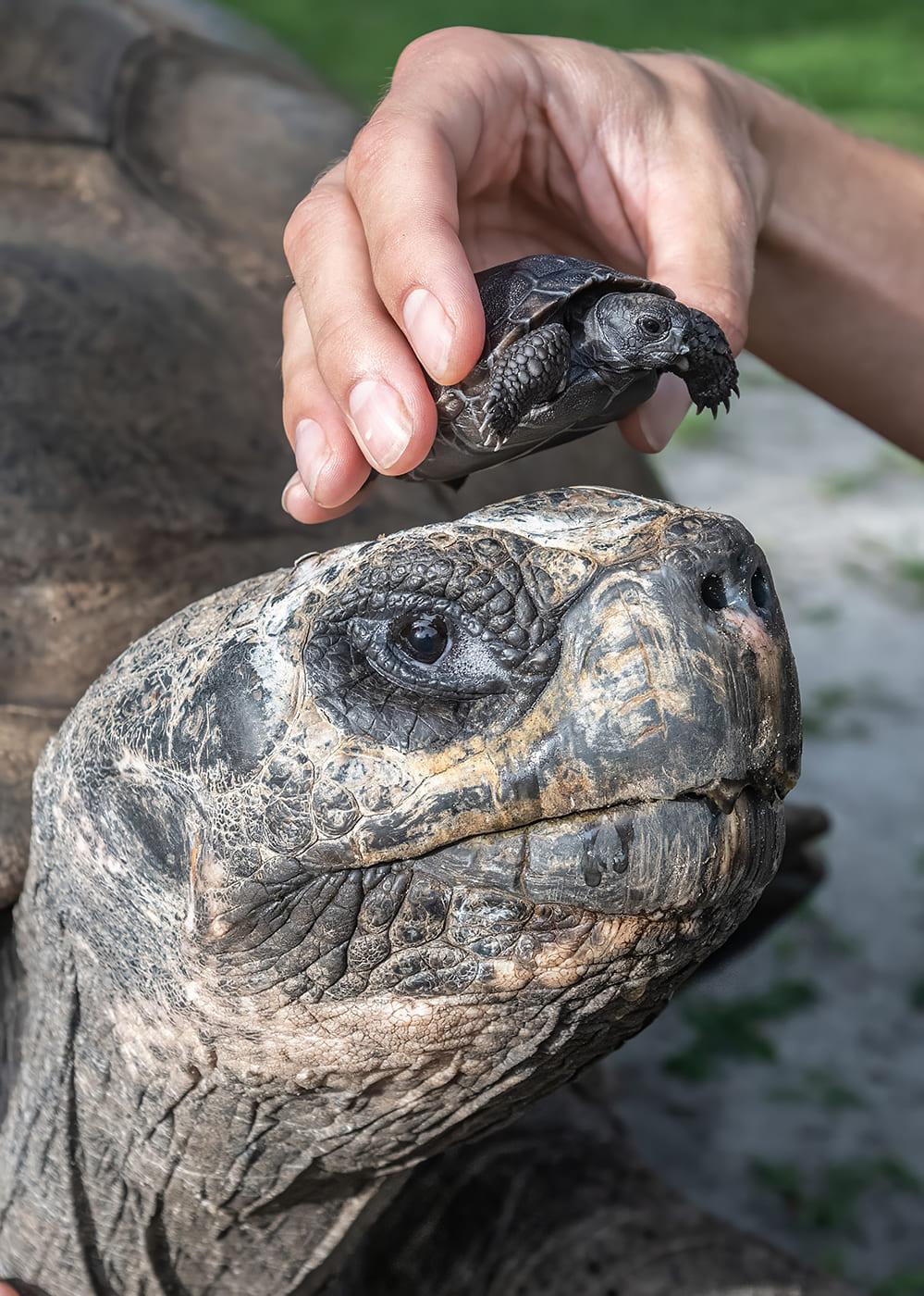 父子世紀同框,大小超驚人。(圖/翻攝自臉書Zoo Miami)