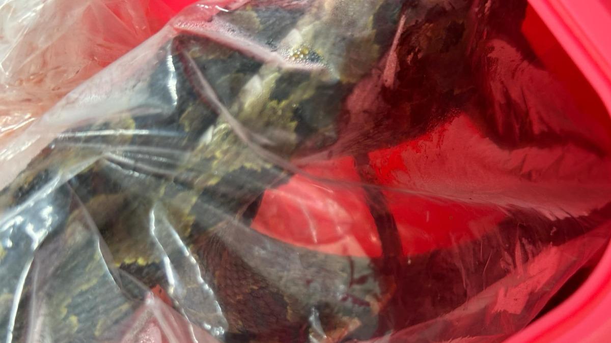 龜殼花狂竄急診醫喊「血清用光」 疾管署公開全國存量