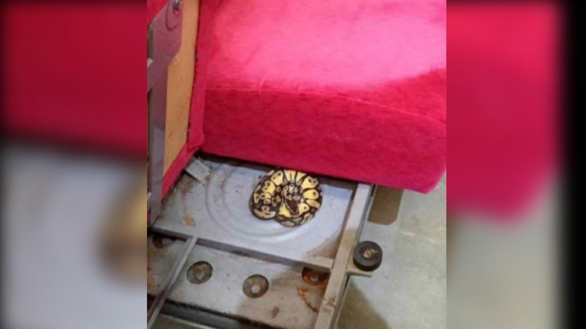 自強號「坐墊下藏蛇」！台鐵急找消防抓蛇　列車延誤4分鐘