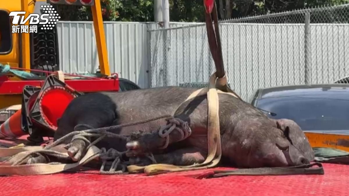 清點少一隻！調皮待宰豬跳國道釀追撞　遭吊掛反提前遇死劫