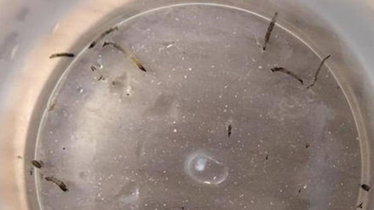 女童「口吐活蛆」長達1個月　罪魁禍首你家恐也有！醫生揭真相網全身發毛