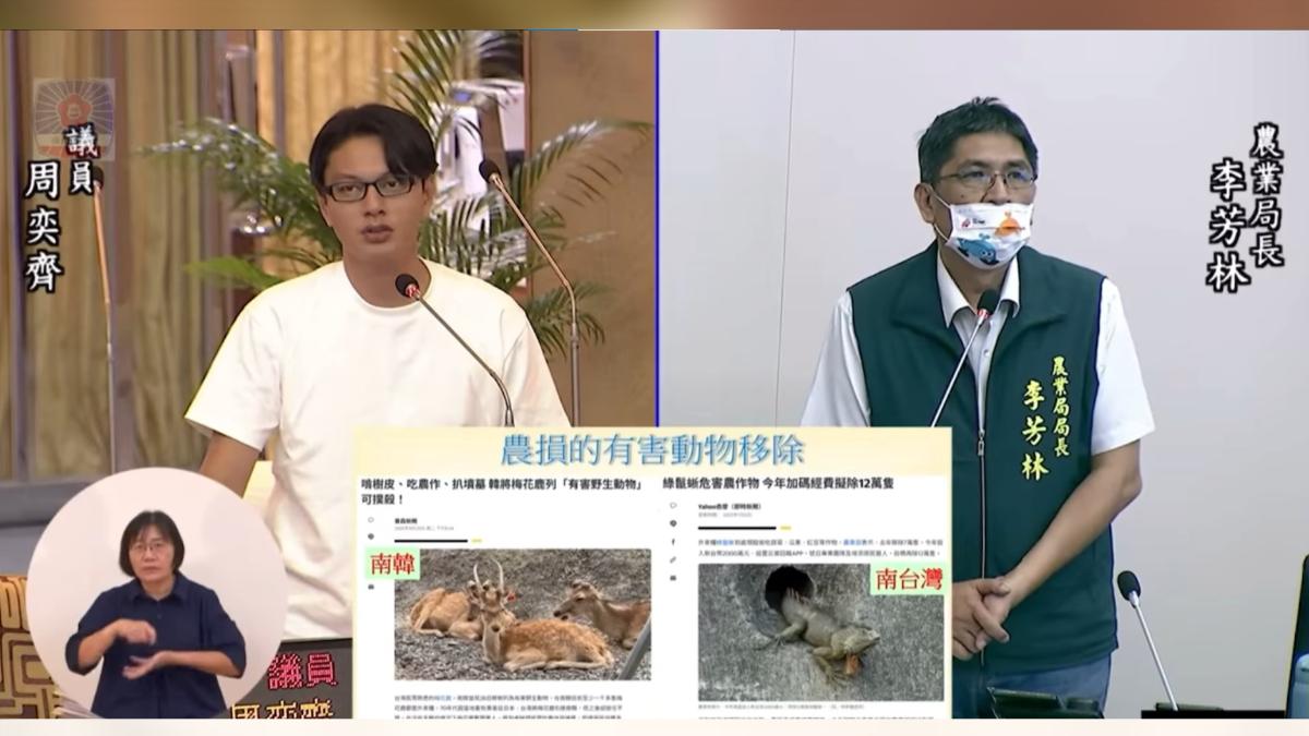 市議員周奕齊質詢指出綠鬣蜥活動範圍恐已擴散至山區。(圖/翻攝自台南市議會YT)