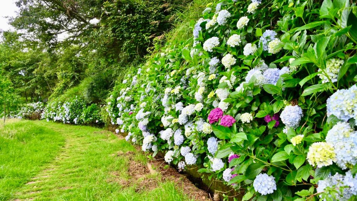 武陵農場花季開跑!夢幻「繡球花」盛開 夏日新景點掀打卡風潮