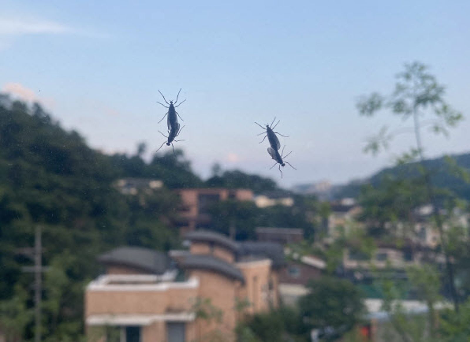 愛情蟲趨光,經常停在紗窗上交配。(翻攝韓聯社)