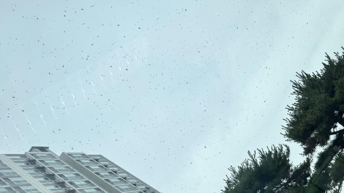 邊飛邊交配還黏你衣服!首爾滿是愛情蟲 民眾、遊客都崩潰