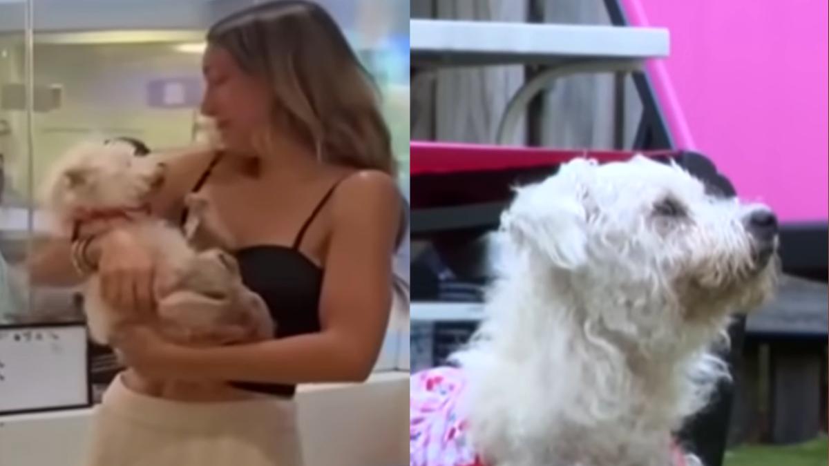 以為被輾斃!愛犬消失4年奇蹟返家 飼主淚崩:珍惜最後時光