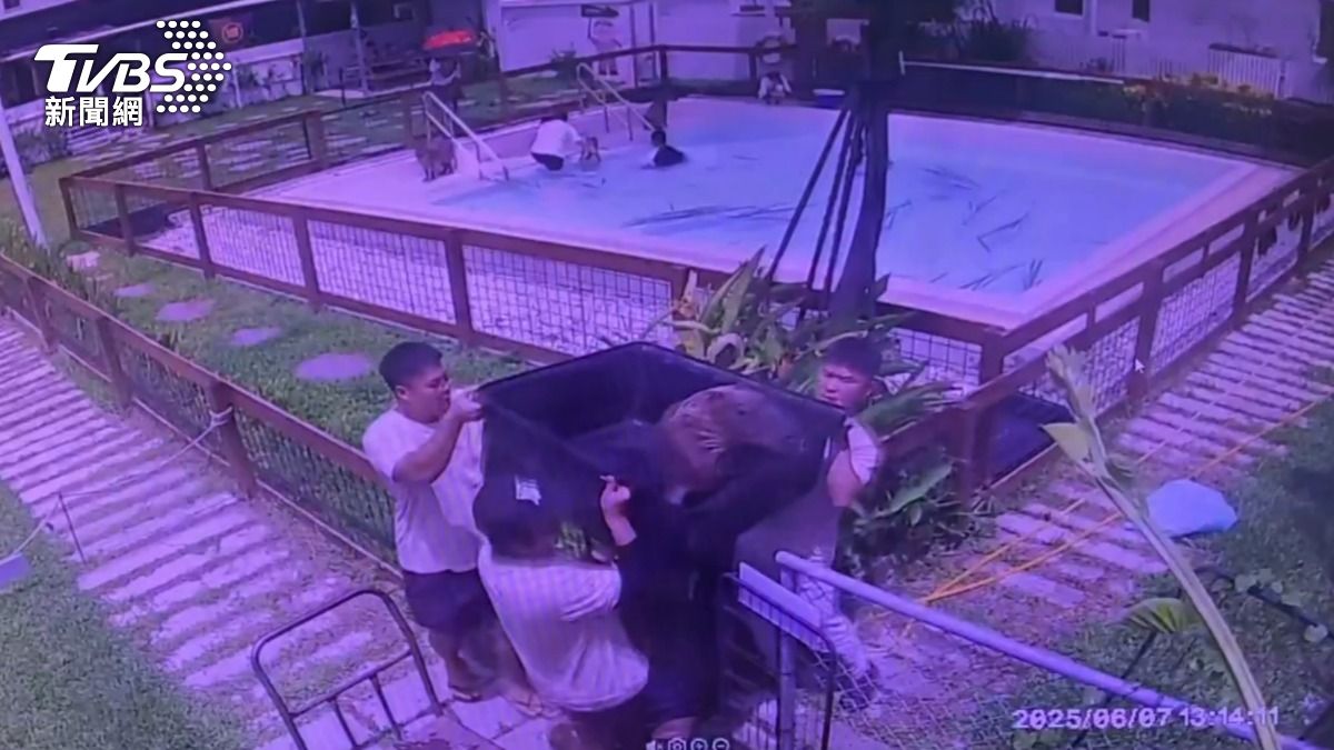 墾丁人氣水豚夫妻暴斃 胃驗出「農藥、工業強鹼」疑遭蓄意毒殺