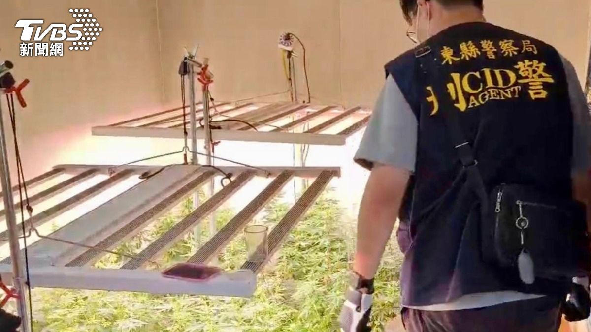 台東警方於綠島山區發現，貨櫃屋內竟遭人利用栽種大麻成株。（圖／台東縣警局提供）