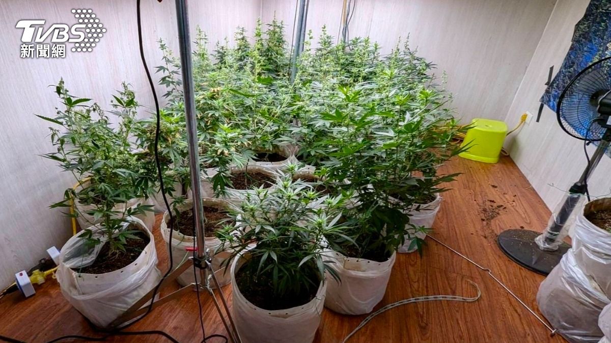 江姓男子等人私自栽種大麻製作毒品。（圖／台東縣警局提供）