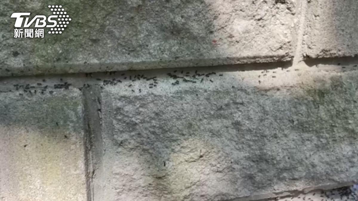 疣胸琉璃蟻爆量入侵11縣市 農業部攜手環境部教防蟻3不原則