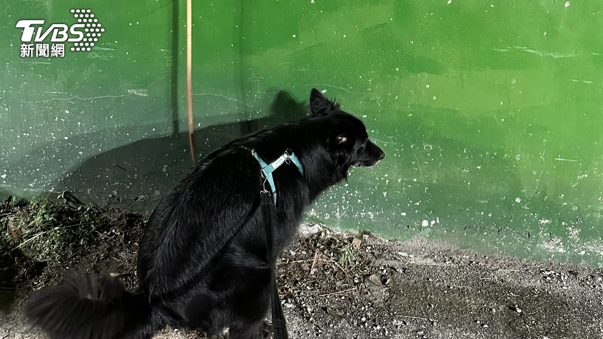 飼主注意！基隆推友善設施提供狗便袋　不清狗便最高罰6千