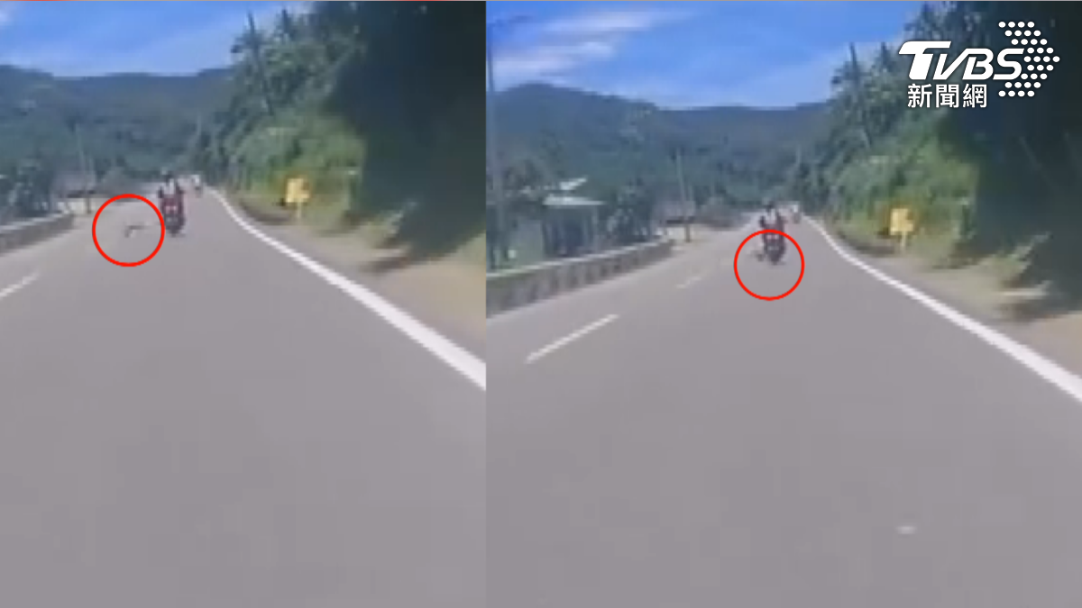恆春半島野猴肆虐!機車對撞 「獼猴穿越馬路」 監視器全錄下(圖/threads@96_03.12已授權)