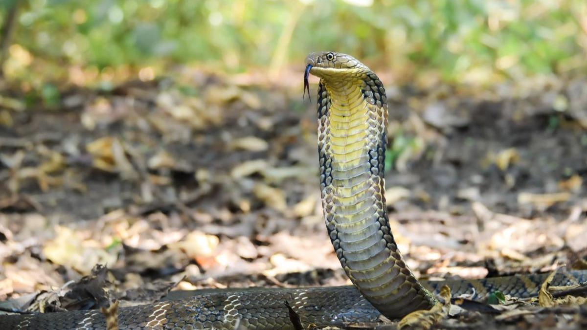 眼鏡王蛇。（圖／泰國國家公園）