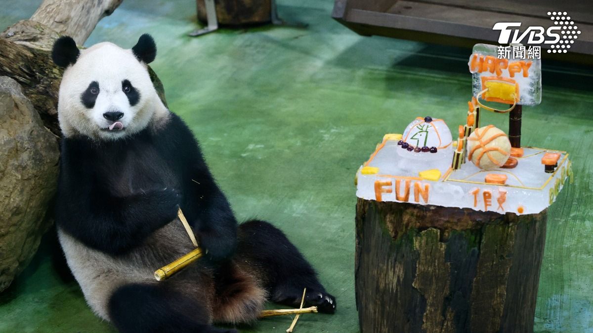 大貓熊圓寶5歲生日萌吃冰蛋糕!逢木柵動物園重開首日 人潮爆滿
