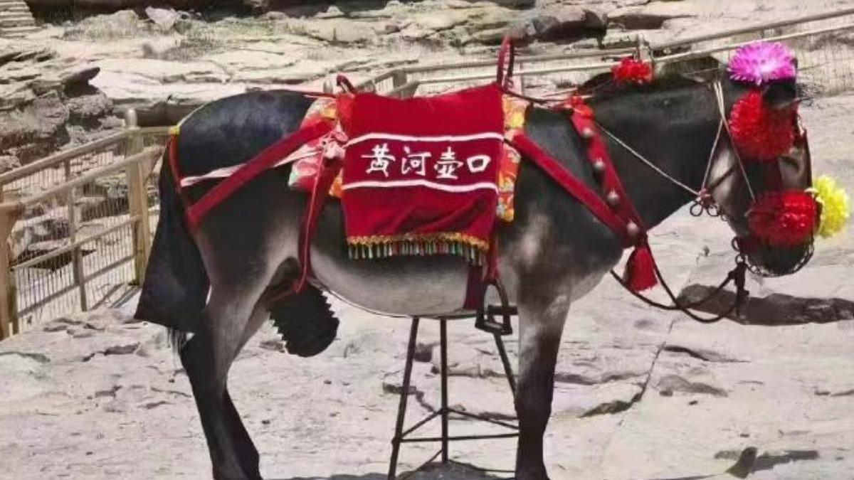 壺口瀑布驢子露JJ被投訴 景區幫「戴套」遭吐槽:變又粗又長
