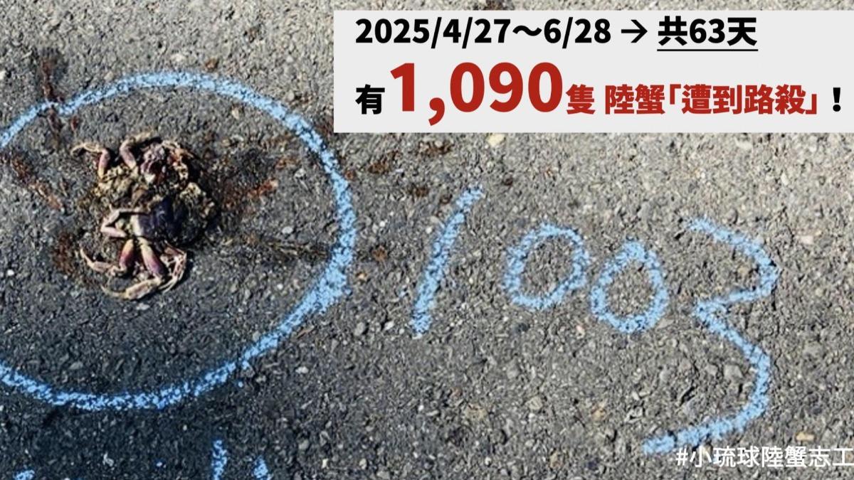 今年4月到6月期間，共破千隻陸蟹遭到路殺。（圖／翻攝自臉書社團「小琉球聯盟」）
