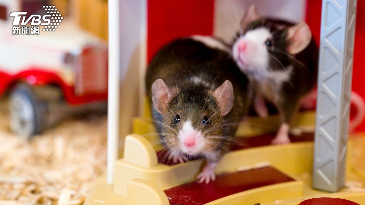 大突破!中國「雙爹鼠」生下健康後代 科學家揭同性生子可能性
