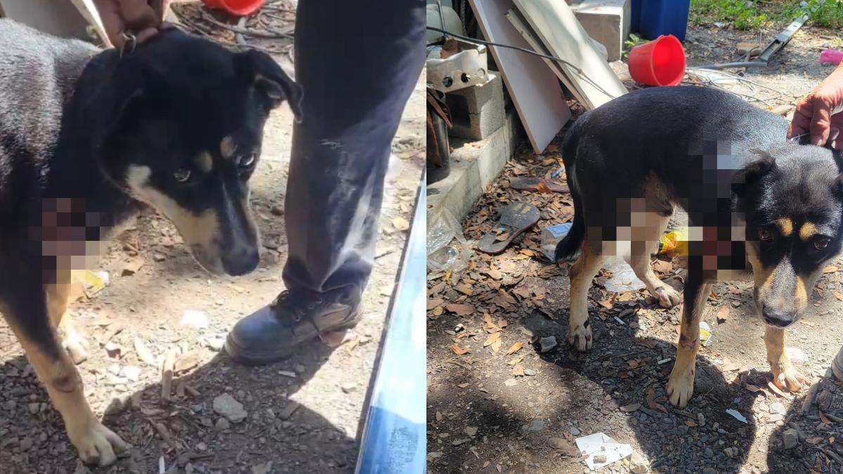 犬隻被綁在貨車後拖行受傷,飼主稱愛狗非故意拖行。(圖/宜蘭縣動植物防疫所提供)
