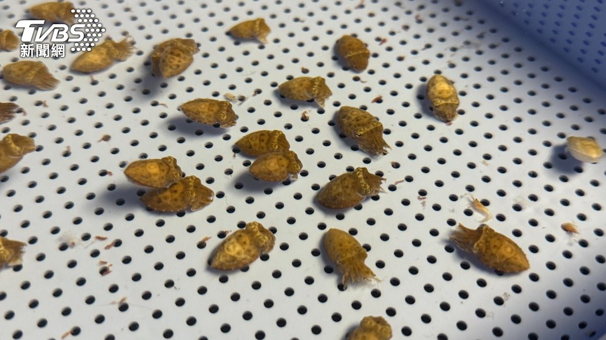 烏賊未孵化就會噴墨！清大焦傳金團隊研究　探神經醫學突破。（圖／翻攝清大臉書）