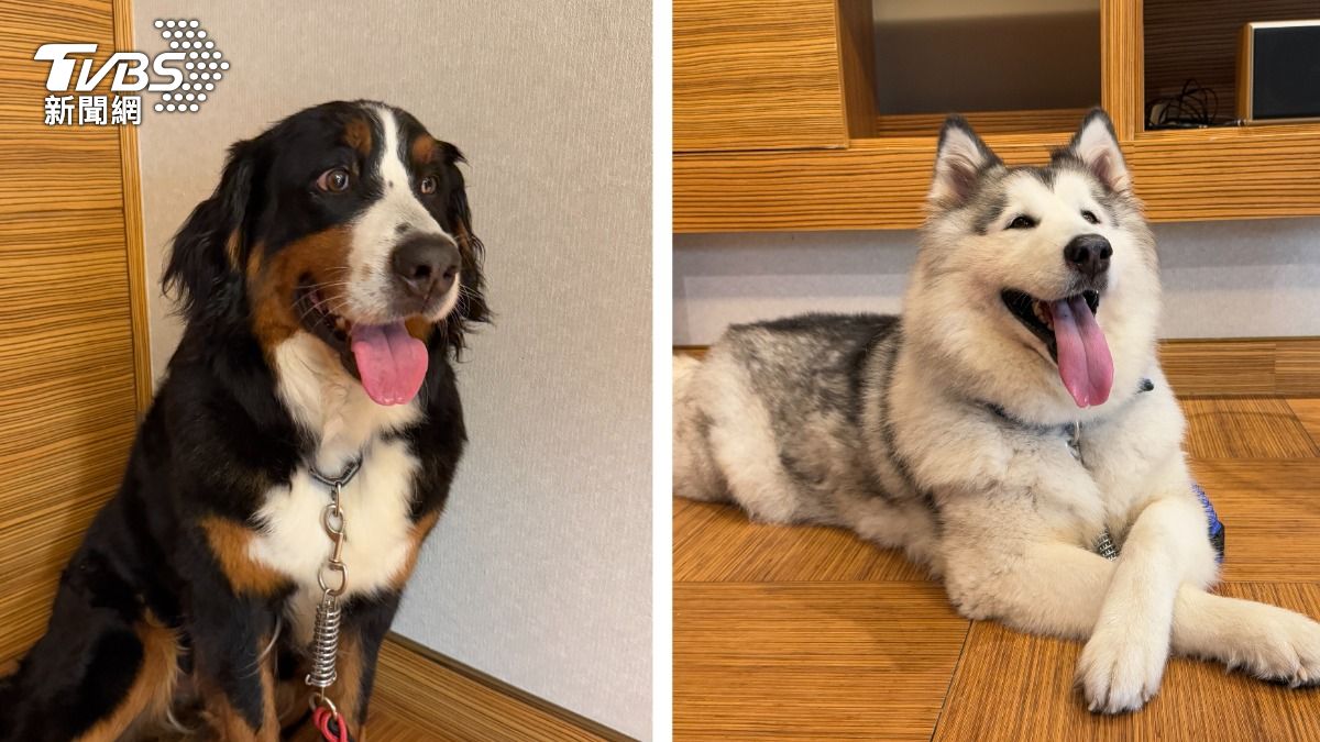 獨/送養翻車! 男女餐廳拉扯搶伯恩山、阿拉斯加犬 撕破臉互告