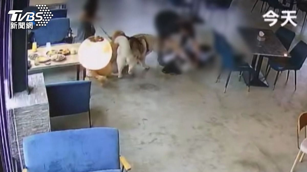 台中寵物餐廳倒閉風波!認養兩伯恩山犬 男女互告搶狗畫面曝光。