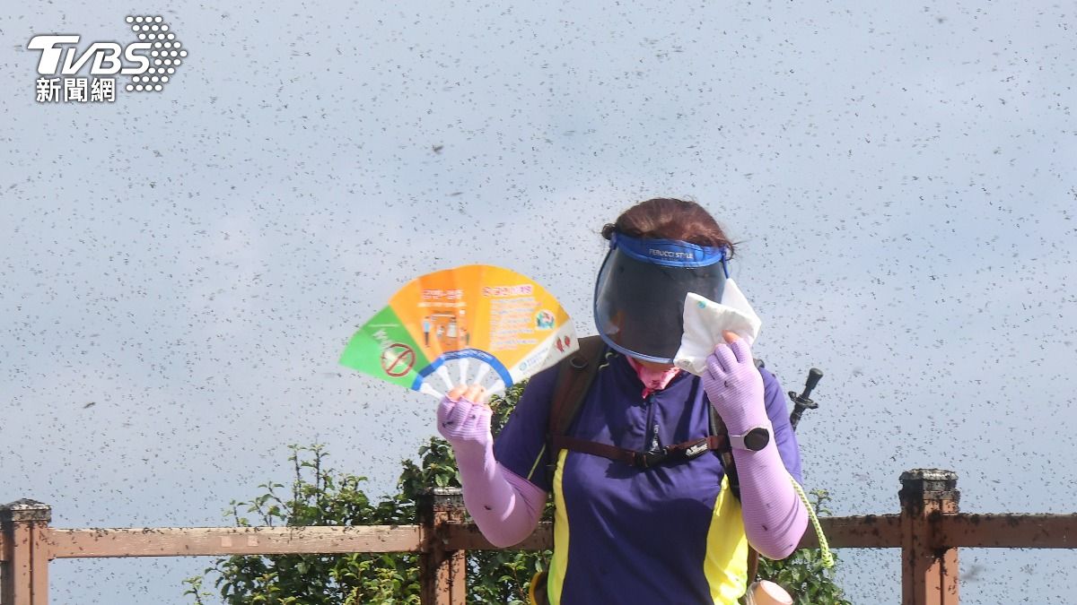 「愛情蟲」大舉入侵南韓首都圈(圖/達志影像美聯社)