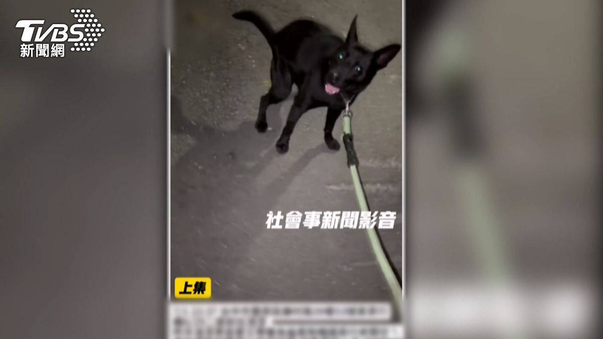 台中茶行老闆遭「遛狗放龜」挑釁 警方6小時內逮3嫌犯(圖/社會事新聞影音)