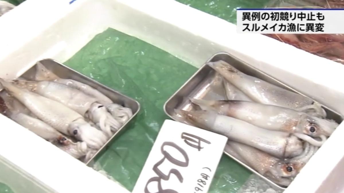 日本魷魚產量大減,東京築地市場漁獲量冷清,壽司店業者必須花費比之前高5倍的價格買魷魚。(圖/日本NHK電視台)