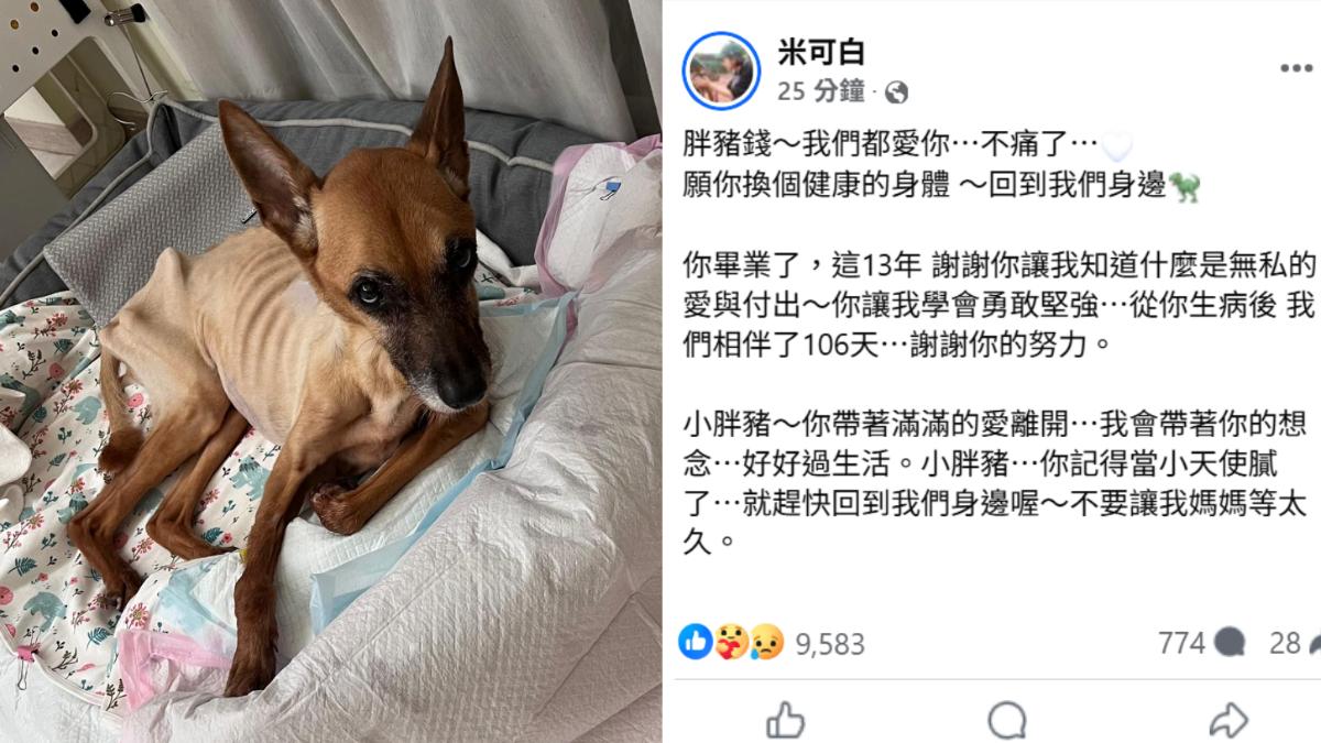 米可白愛犬因生病而瘦骨嶙峋。(圖/翻攝自米可白臉書)