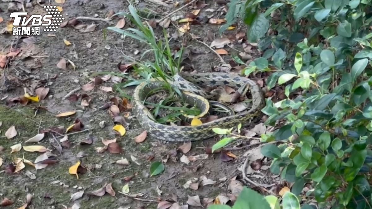 新竹親水公園有蛇！保育類「黑眉錦蛇」現蹤　黑黃花紋吸睛