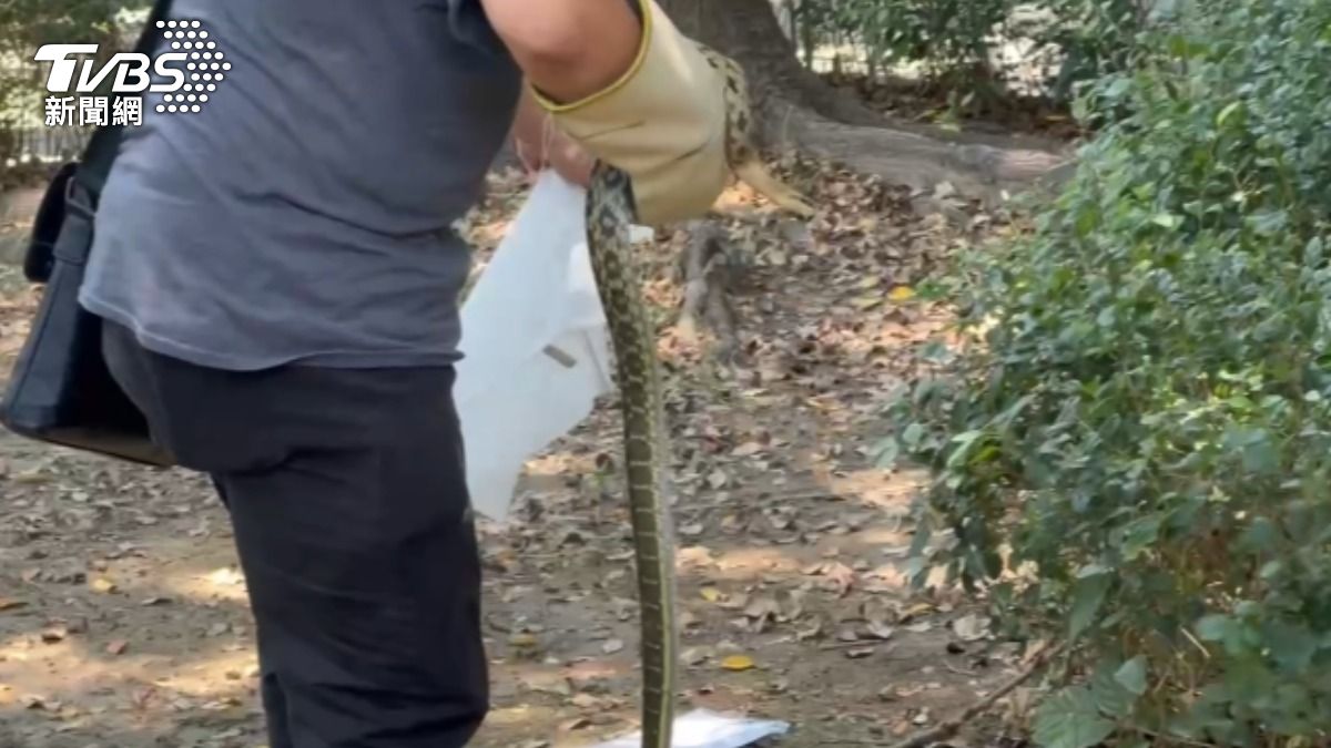 捕蛇人員到場將蛇隻捕獲。(圖/TVBS)