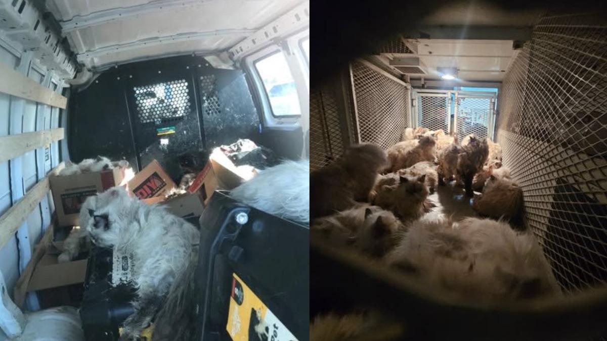 106隻貓被關在整輛車內沒有水與食物的髒亂貨車內。(圖/截自Facebook@Merced County Sheriff's Office)