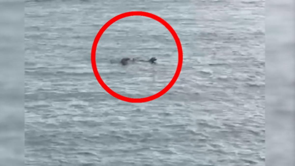 高雄7旬男海泳疑似遭3隻浪犬咬傷溺斃。（圖／TVBS）