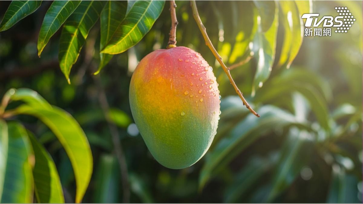 吃芒果抗老!研究揭「適量」攝取可減皺紋 過量反讓皮膚老更快