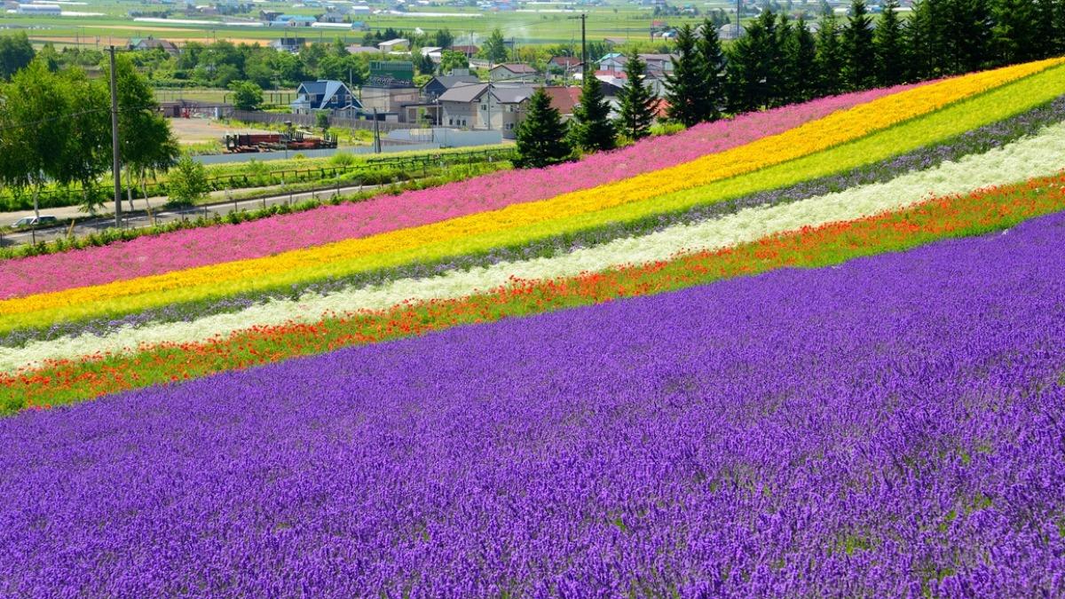 海道團費出現「罕見價格」。（圖／業者提供）
