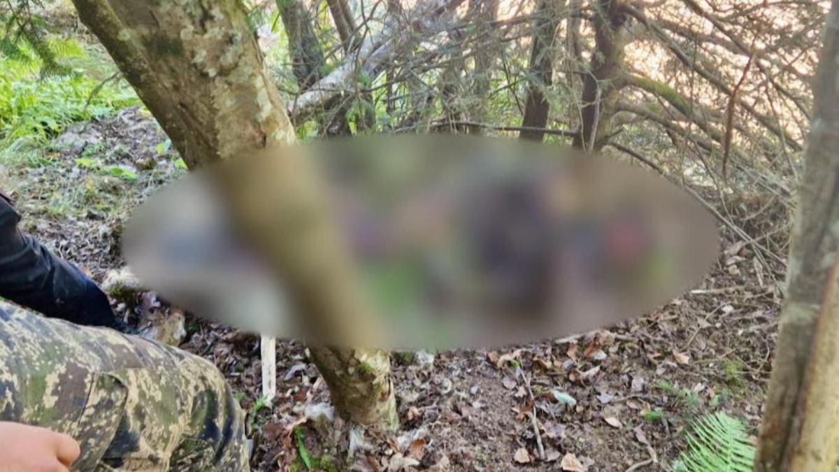 搜救人員發現奧馬爾慘死,遺體被熊拖入森林。(圖/翻攝自 Observator)