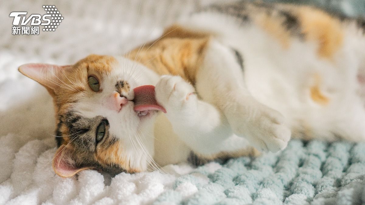 貓咪不僅對語氣敏感,也能辨識說話者身份。(示意圖/shutterstock達志影像)