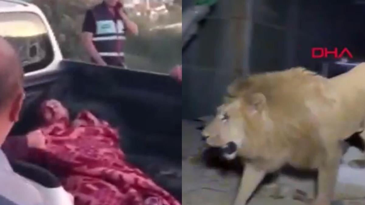 戶外睡覺腿痛醒!土耳其男睜眼驚見獅子啃咬 搏鬥近20分鐘
