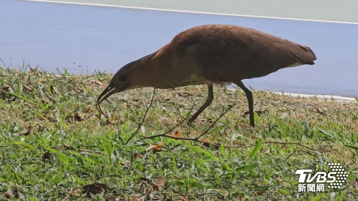 樹上嬌客報到!板橋公園黑冠麻鷺「空投連連」長輩秒閃避