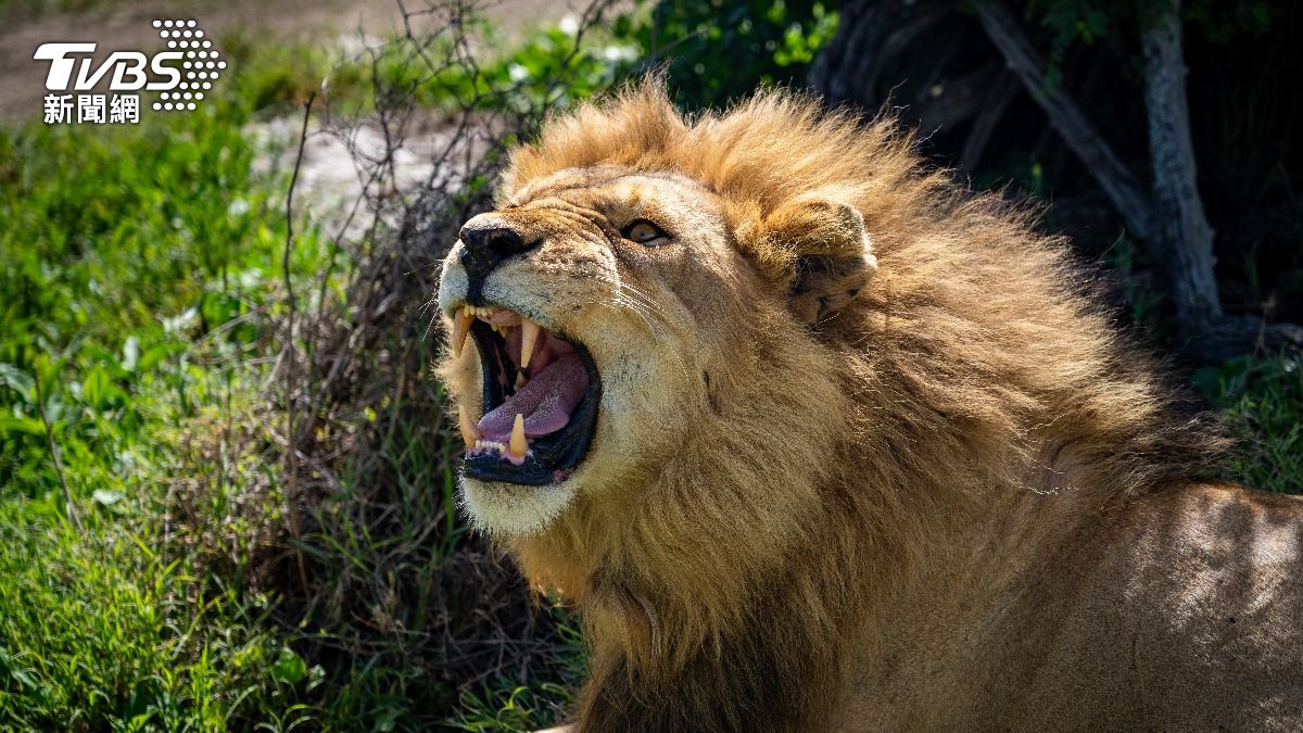 丹麥一家動物園募捐「不想飼養的寵物」來餵食園內猛獸。（示意圖／達志影像shutterstock）