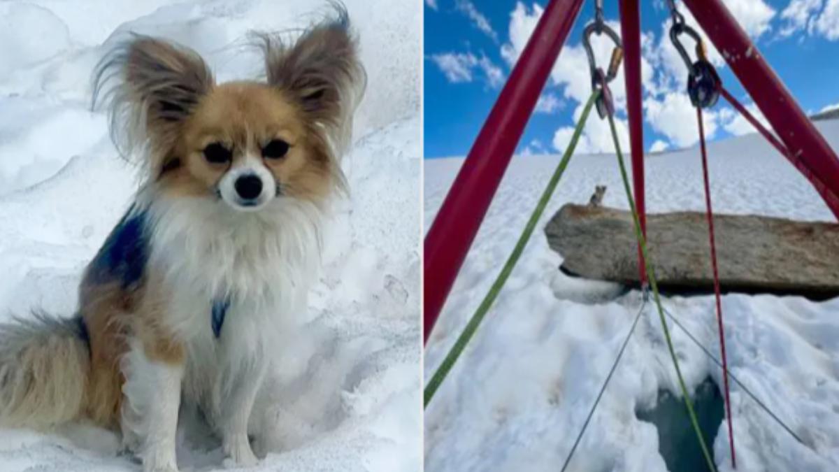吉娃娃成冰川英雄！主人墜8米深冰隙　忠犬急引救援隊成功救援