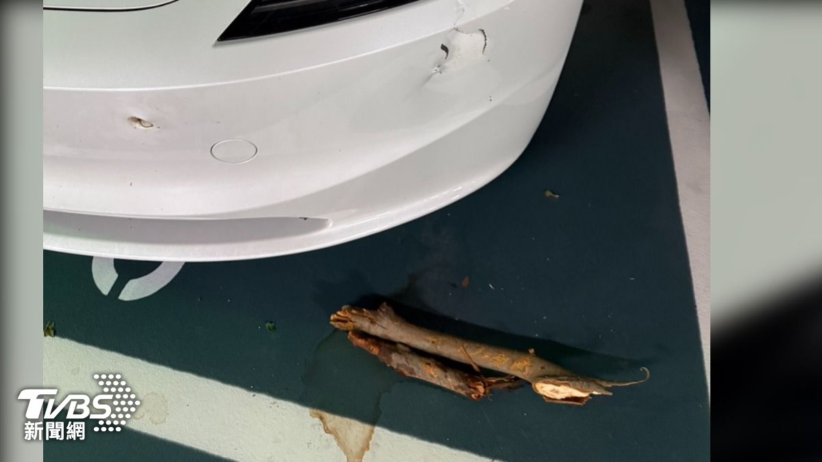 颱風天特斯拉遭樹枝插入保桿、遺失車牌。（圖／民眾提供）