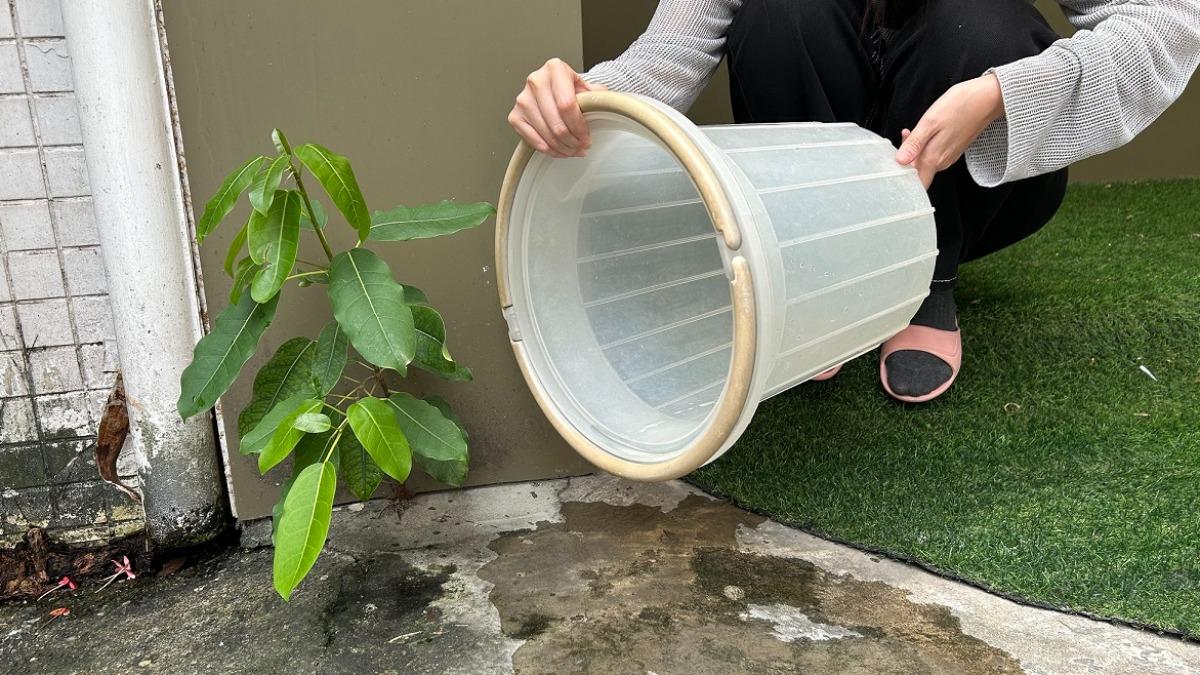 颱風後蚊子暴增!家事達人:3細節最易忘 短時間孵大量病媒蚊